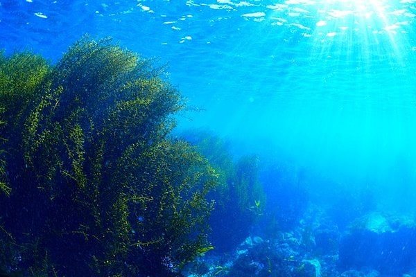 葉山柴崎海岸の海。海藻が豊富で、海藻に関係が深い生き物も多く生息。湘南地区で指折りのダイビングポイントでもあります