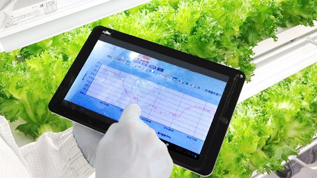 タブレット端末を使って栽培状況を調べられる（写真：富士通提供）