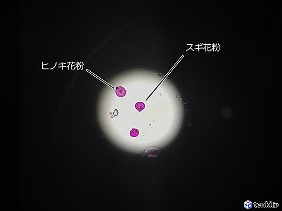 顕微鏡でみたスギ・ヒノキ花粉（※花粉は染色しています。）