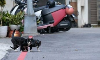 狙いを定めるタキシード猫たち「足音たてるなよ」「任せて、靴下はいてきた!」【沖昌之】