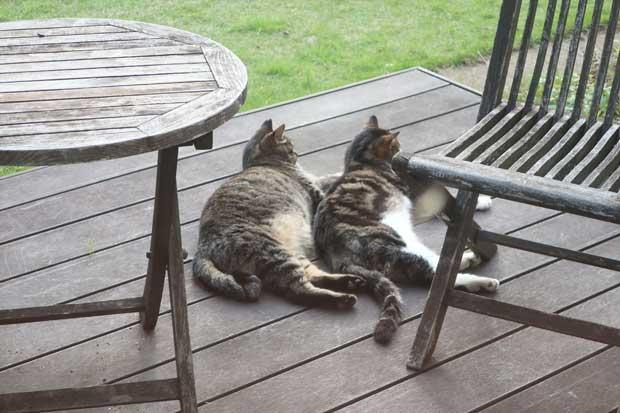 我が家の庭でくつろぐ猫(筆者撮影)