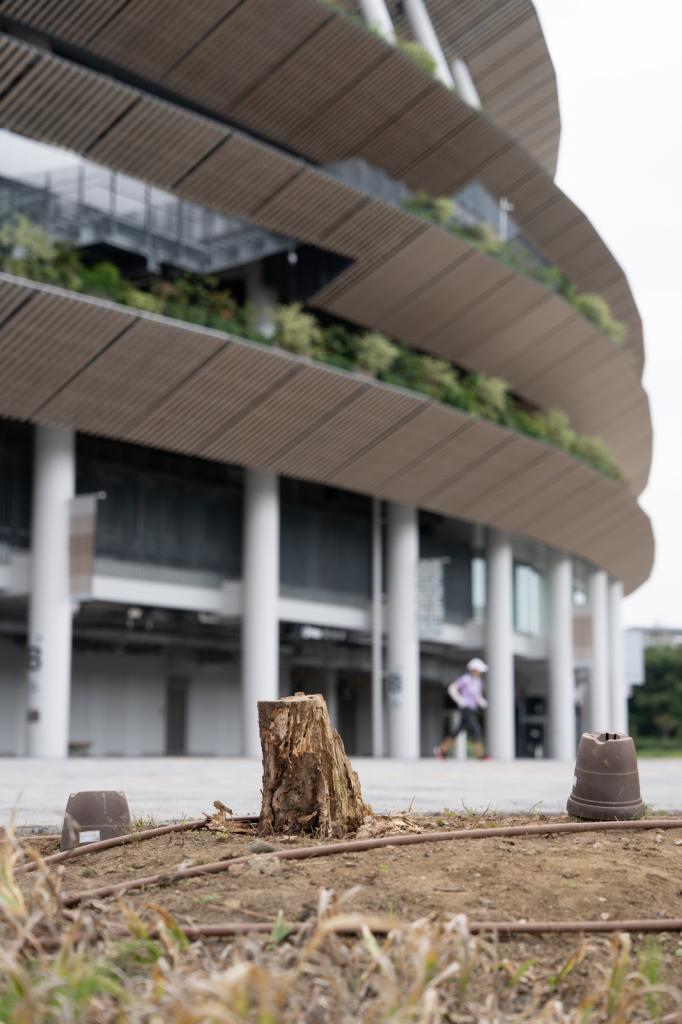 国立競技場の「出陣学徒壮行の地」の碑の横に移植され、枯死した樹木。石川教授が今年３月に確認したときは、まだ木は生きていた（撮影／小山幸佑）