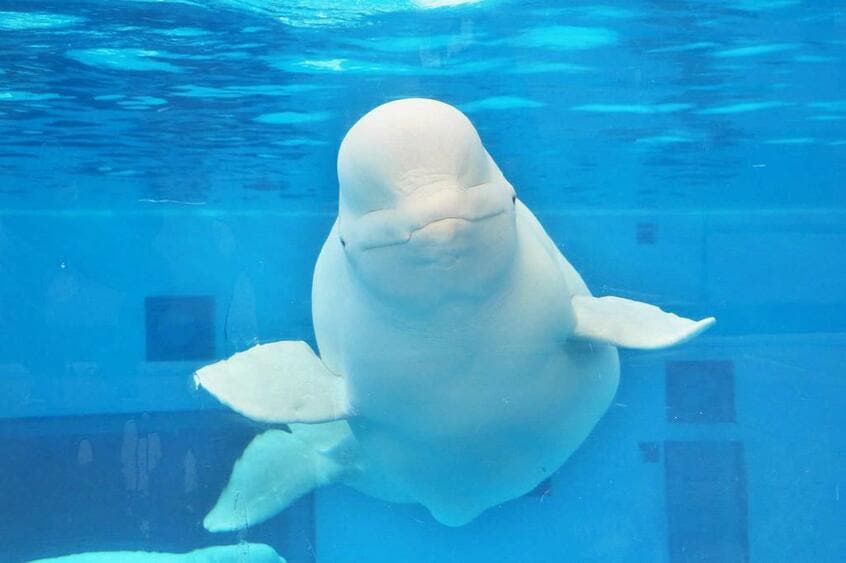 日本の水族館でも見られるシロイルカ（Ｃ）朝日新聞社