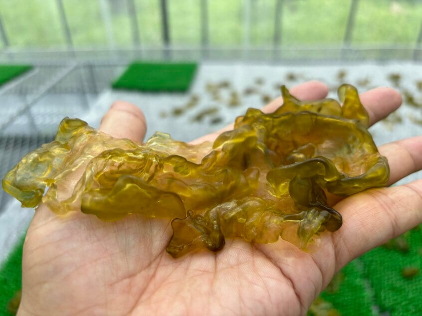 イシクラゲ。「次世代の食料」になり得るスーパーフードだ(写真:玉井鉄宗さん提供)