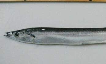 日本人が好きな魚ベスト5はマグロ、サーモン、さんま… 魚へんに夏と書く魚って何?