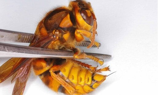「ハチに2回さされたら死ぬ」は本当か？　医師も警戒「毒のカクテル」の恐るべき影響とは