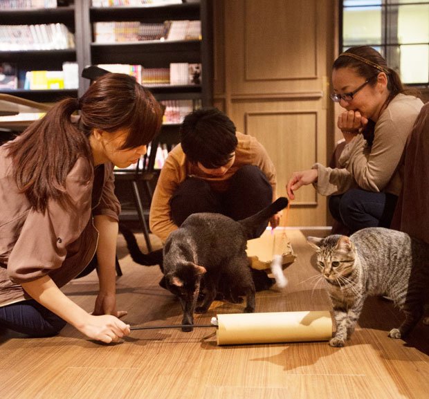 お昼寝タイムが終わって、遊びに熱中する猫たち。浅草という場所柄、観光で来る外国人の客も多い　（撮影／写真部・岡田晃奈）