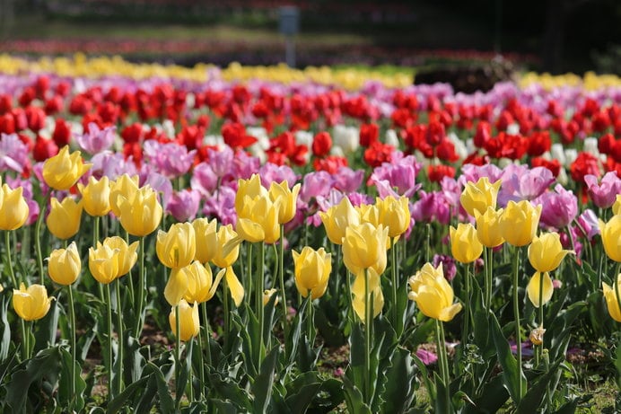 35万本以上のチューリップが咲き誇る「県営馬見丘陵公園」