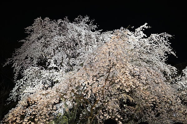ライトアップされた夜桜（以前撮影のもの）。今年はどんな姿を見せてくれるでしょうか