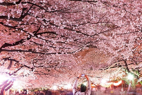 「日本三大夜桜」でもある上野恩賜公園の桜