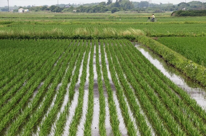 来月から刈り取りが始まる早場米の水田。新米の買い付け価格はつり上がっている＝米倉昭仁撮影