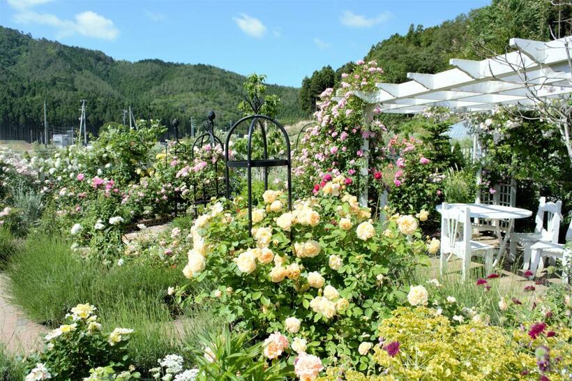 徳水さん夫妻が整備する「雄勝ローズファクトリーガーデン」では、花期になると1万本もの花が咲く（2020年6月、徳水さん提供）