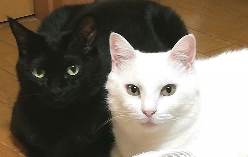 写真・図版（1枚目）| 黒猫と白猫が何をしても喜ぶ飼い主　子育てでの後悔も感じる