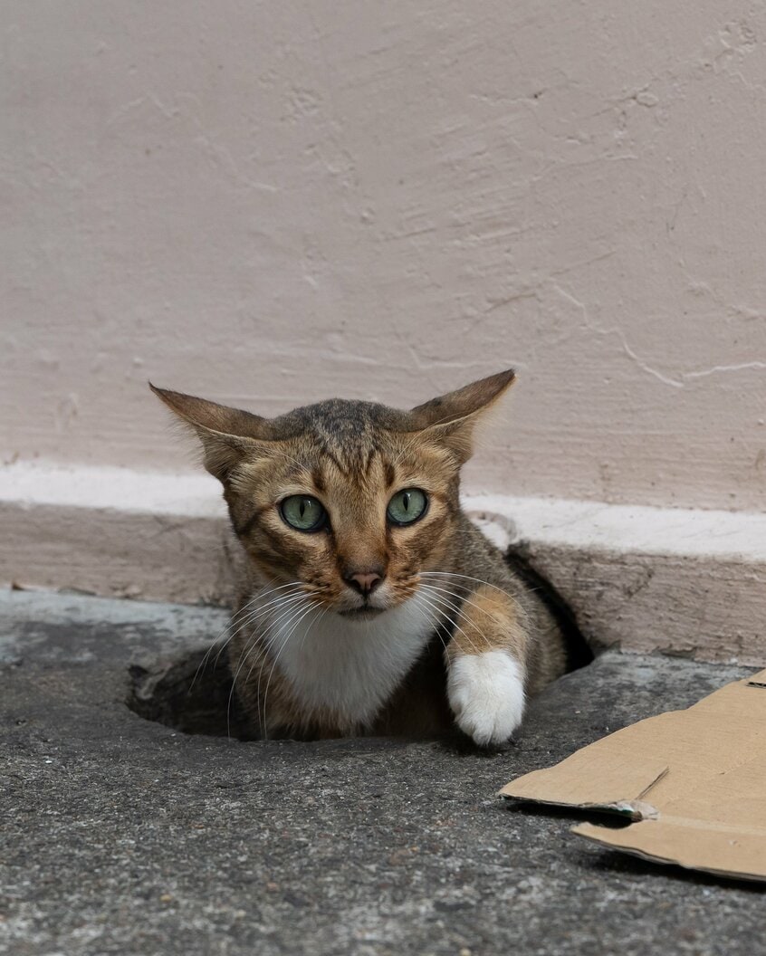 Canon EOS R1・f6.3・1/1600秒・ISO1600(撮影/猫写真家・沖昌之)