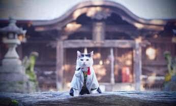 【お遍路を結願したすてきな猫】こよみとゆきの「鬼滅のにゃいば」