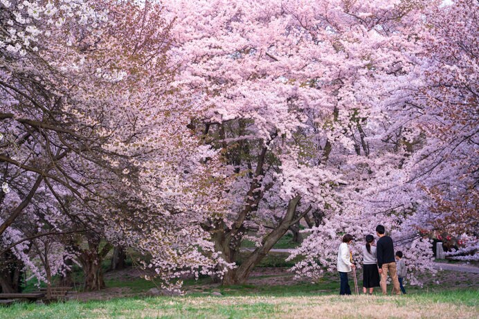 紫雲出山の桜（香川県）