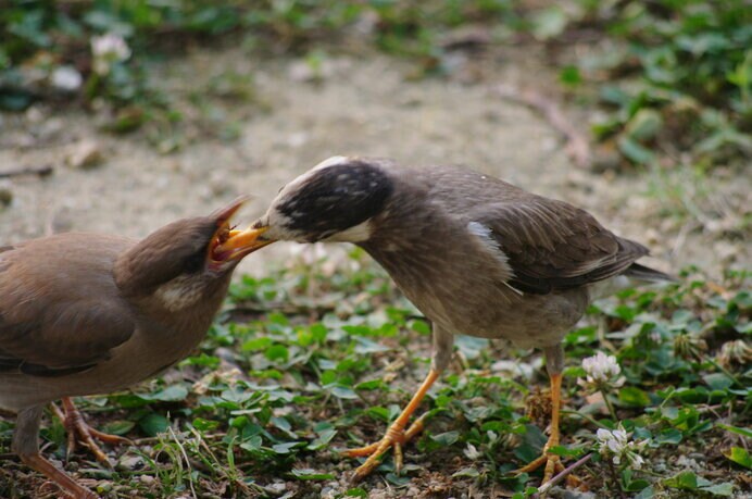 巣立ちしたての若鳥に餌を与える母鳥。春にかけて、ムクドリの育雛の様子が見られます