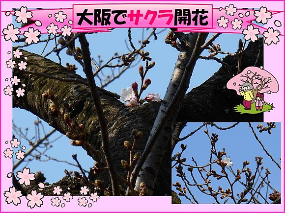 23日　大阪城公園の桜の様子