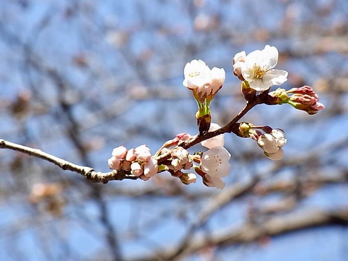 元雅の人生を思わせる桜