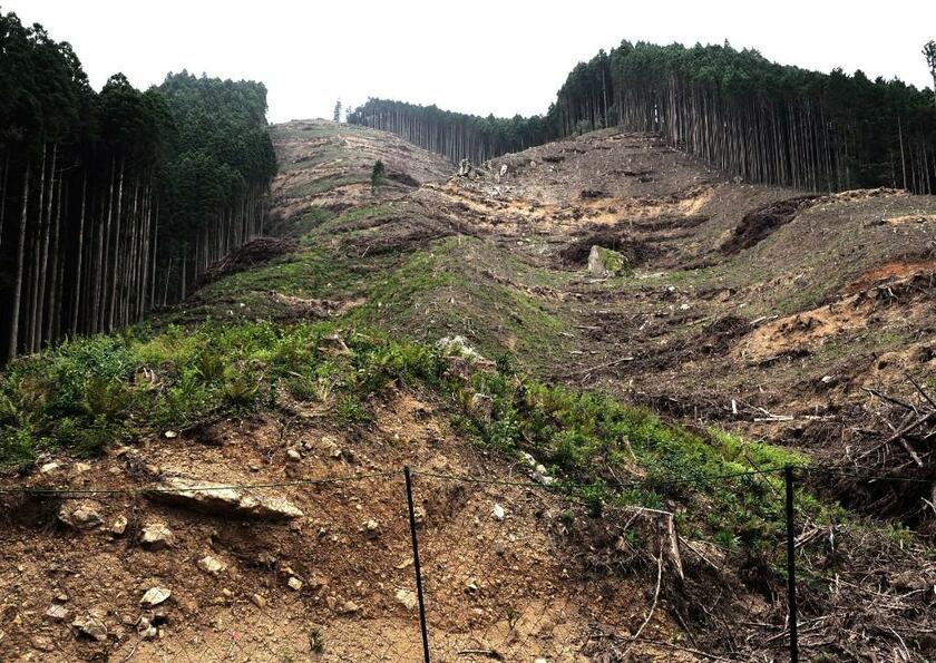 球磨村の山間部には、木を皆伐した森が多い