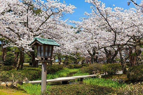 桜の半分の約200本はソメイヨシノ。水辺のカキツバタの新緑と相まって美しい