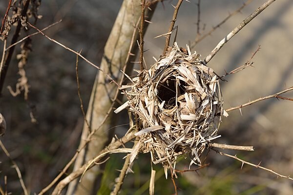 巣は子育て専用。わりとざっくりした作りです