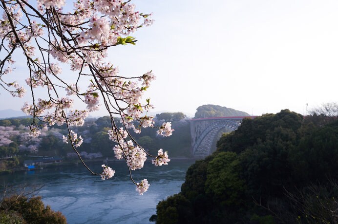 西海橋公園の桜