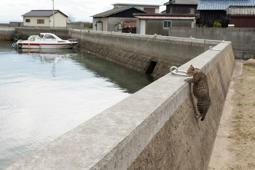 Canon EOS-1D X・f/5.6・1/2000秒・ISO640(撮影/猫写真家・沖昌之)