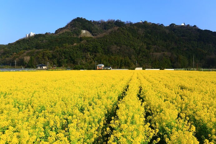 道の駅「原鶴」前は約80万本の菜の花で黄色に染まります