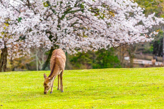 桜と鹿のコラボレーションが楽しめる「奈良公園」