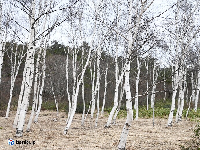 回避ルートの途中の白樺林