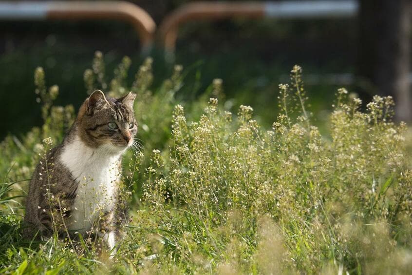Canon EOS-1D X・f/7・1/1250秒・ISO320(撮影/猫写真家・沖昌之)