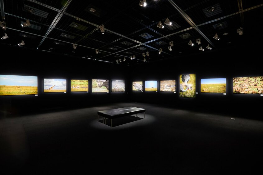 アフリカ・ケニア南西部「マサイマラ国立保護区」に生きる野生動物の姿を絵画のように捉えた美しい作品が味わえる写真展「Masai Mara」は、東京・品川のキヤノンギャラリー S で7月30日まで開催中