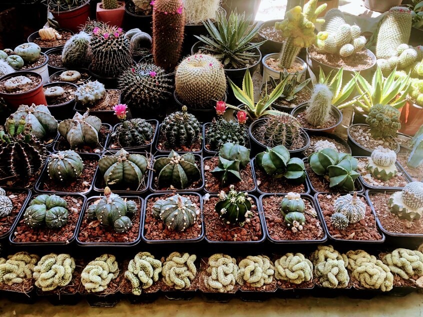 メキシコではありとあらゆるサボテンを見た。違う土地の植物を見るのは無条件に楽しい(写真:本人提供)