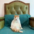 コロナ禍の上海で出会った手負いのボス猫を家猫に 「幸せにしたい!」日本人夫婦の願い
