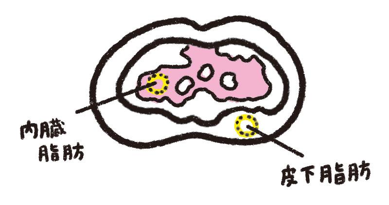 皮下脂肪と内臓脂肪がつく部分のイメージ。内臓脂肪は内臓の隙間につく