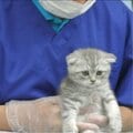 毎年2万5千匹が死亡 ペットビジネスの闇を打開する鍵は「ペットを飼っているあなた」