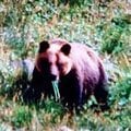ヒグマの“恐ろしさ”を知らしめた「日高福岡大ヒグマ事件」とは 「土饅頭」に隠されていた遺体