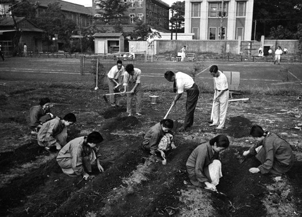 １９４０年ごろの東京では、食糧増産のための「空き地利用」がさかんに行われた。写真は麹町区役所（当時）近くにもうけられた畑。区役所に農具やバケツが備え付けられ、青年団や女子青年団が時間を見つけては耕した（ｃ）朝日新聞社