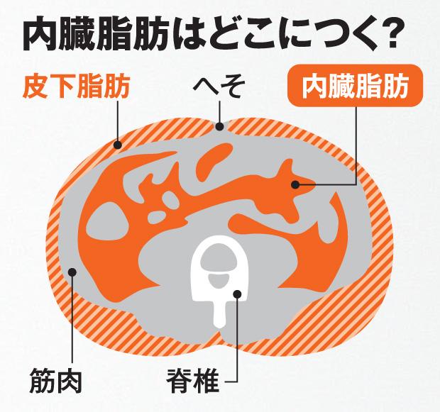 内臓脂肪はどこにつく？（ＡＥＲＡ　２０１９年７月８日号より）