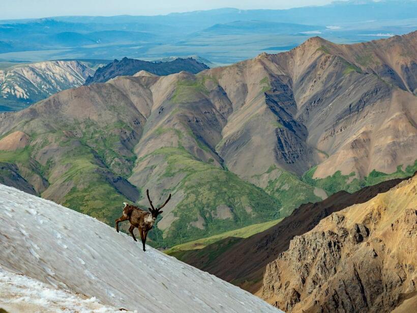 「稜線に張った私のテントを怪しく思ったのだろう。1頭のオスのカリブーがこちらを観察した後、飛ぶように急斜面を下っていった」（佐藤さん）