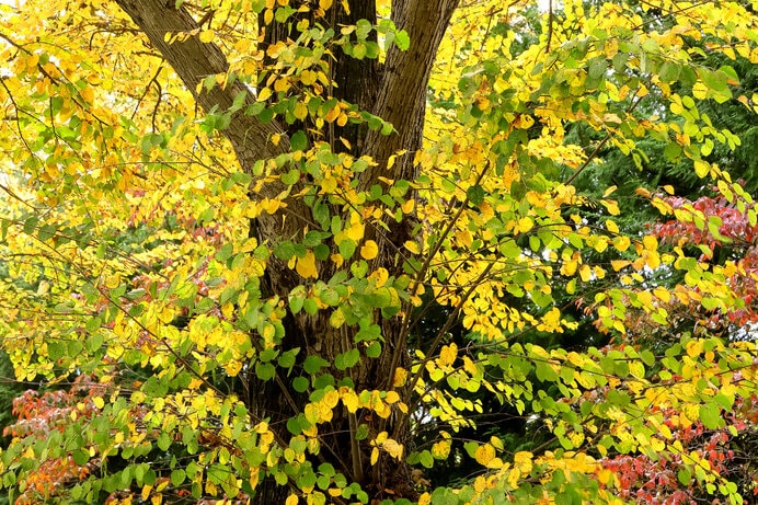 カツラの黄葉。カツラの落ち葉が積もった場所では、おいしそうな匂いが漂います