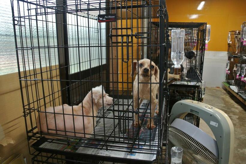 「アニマル桃太郎」繁殖場で保護された犬たち。毛を丸刈りにされた（撮影・太田匡彦）