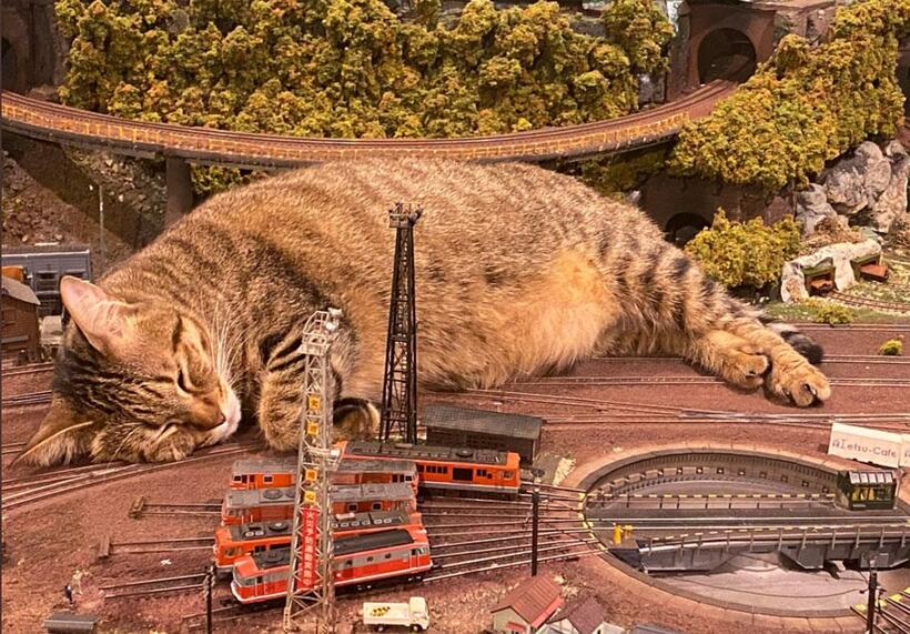 「ジオラマ食堂」のジオラマの上で寝そべる猫。猫を実物大に換算すると、７０メートル近くになるという（ジオラマ食堂のツイッター画面から）