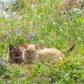 花に囲まれてひなたぼっこする仲良し猫「こんな日がずっと続きますように」【沖昌之】