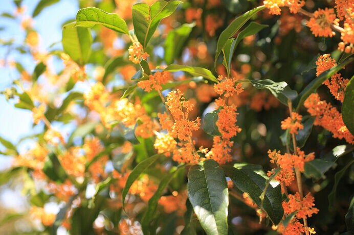 キャロットオレンジのこの花が「金」木犀になるには複雑な経緯があるのです