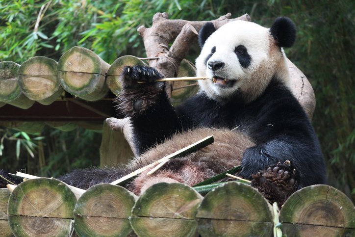 さまざまな国にパンダは送られているけれど…(写真はイメージ/gettyimages)