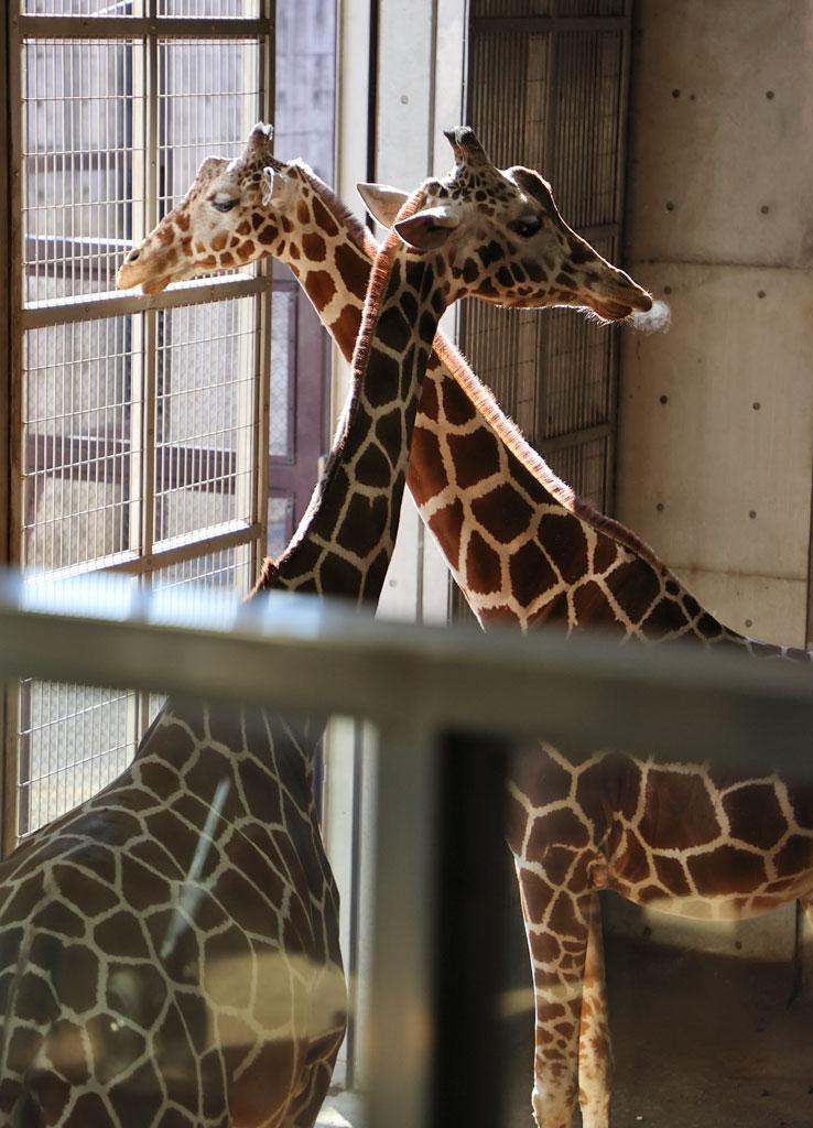 キリン　（撮影／写真部・松永卓也）