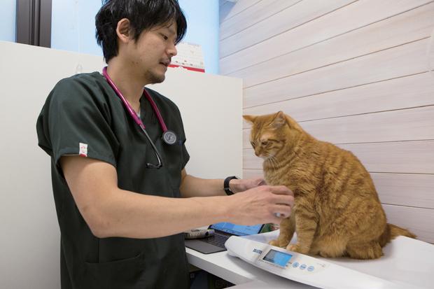 猫専門病院「Tokyo Cat Specialists」の山本宗伸院長に、腎臓病の検診を再現してもらった。体重の変化や体毛のつやなどをチェックするという（写真／片山菜緒子）