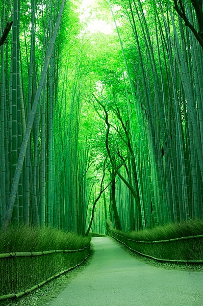 一幅の絵画のように美しい京都の竹林